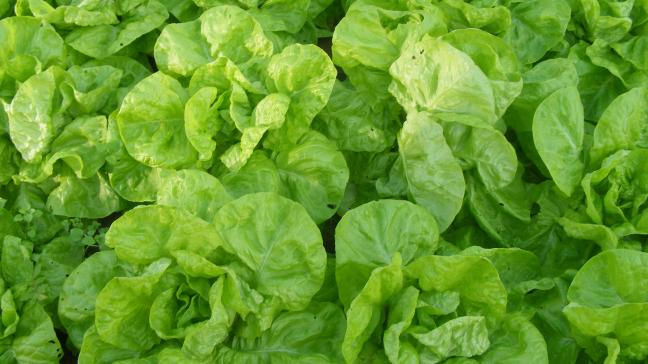 La densité de plantation de 12 plants/m² doit être adaptée aux variétés.