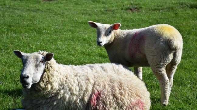 Environ 11.000 animaux - soit presque 10% du cheptel en Belgique - sont morts de cette maladie