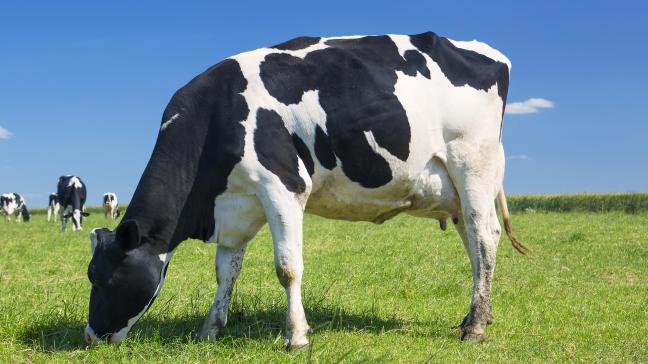 Les bovins sont généralement un peu moins touchés par le virus.