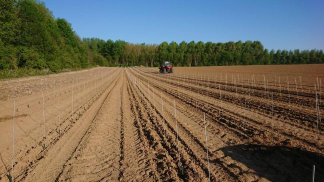 Chaque hectare planté représente environ 5.000 pieds, soit autant de bouteilles  qu’il faut être en mesure d’écouler.