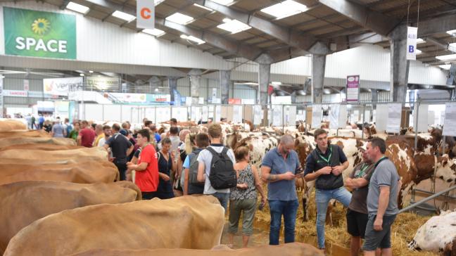 Au total, 500 bovins issus de 13 races différentes seront présent lors du salon.