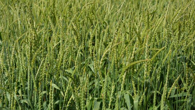 L’étude confirme que l’épeautre est la céréale la plus intéressante financièrement en Ardenne.