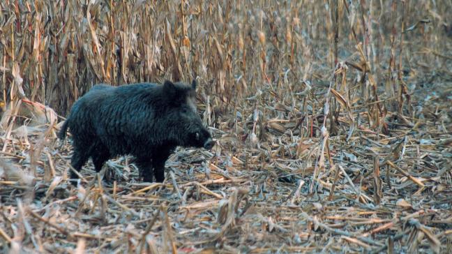 Le logiciel aide les  experts agronomes  à estimer au plus juste le montant des dégâts de la  faune sauvage.