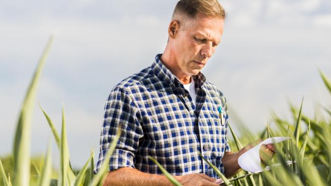 Si l’État membre décide de faire usage de cette autorisation, l’agriculteur pourra recevoir jusqu’à 70% de ses paiements directs sous forme d’avances à compter du 16 octobre, contre 50% actuellement.
