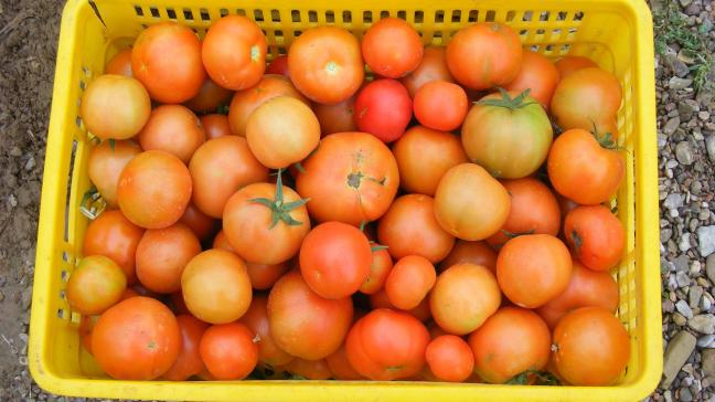 Les légumes sont prétriés et propres avant d