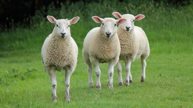 Les conséquences économiques de la maladie  pour les éleveurs sont importantes.