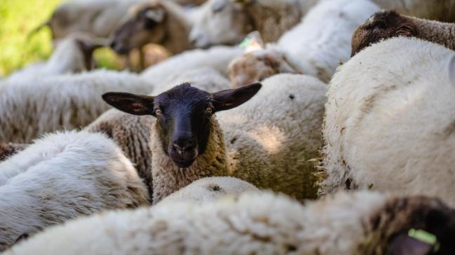 En juillet et en août, la mortalité ovine a représenté une perte de 3,3 millions d’euros, évalue la Fédération.