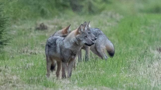 Les louveteaux de la 2ème portée du couple Akéla et Maxima, en Wallonie,en 2022.