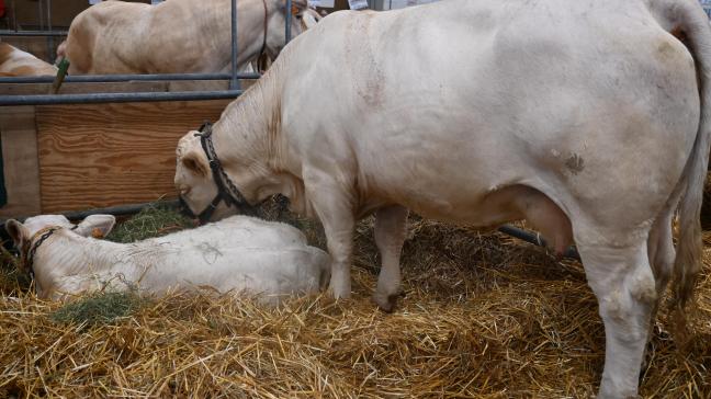 Pour la Charolaise, un jeune bovin présente en moyenne 7 lésions podales différentes.