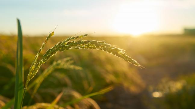 La Cour rappelle aussi que la Commission avait proposé d’inscrire dans la législation l’objectif du Pacte vert concernant la réduction des pesticides, mais en mars 2024, s’attendant à ce que sa proposition soit rejetée lors du processus législatif, elle l’a retiré.