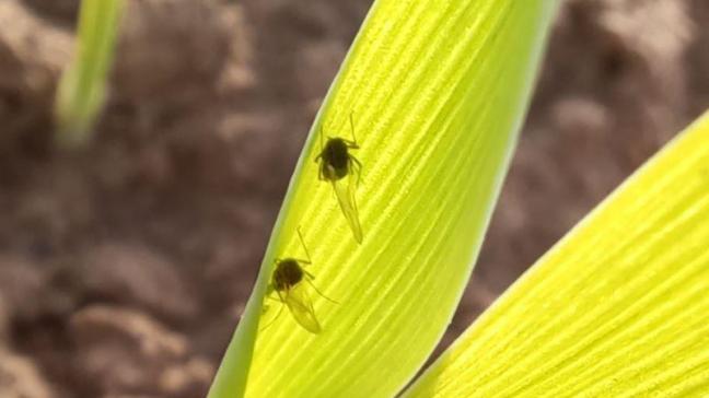 Pucerons ailés sur feuille d