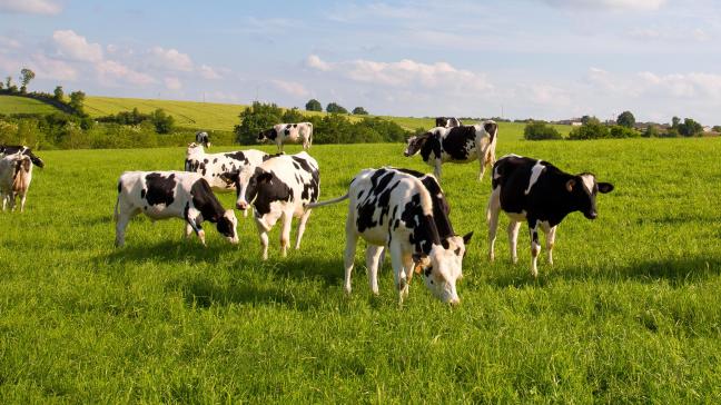 L’un des objectifs de la planification écologique française est d’augmenter de 10% les bovins qui évoluent dans des systèmes avec des pâturages.