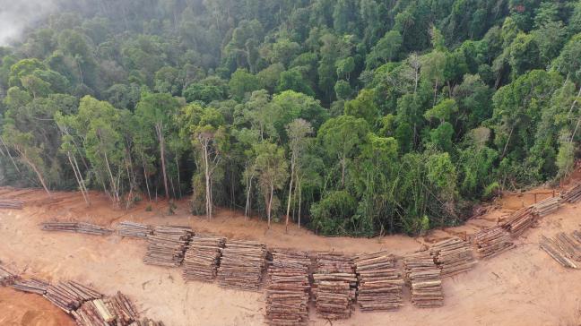 Le règlement prévoit d’interdire l’importation d’huile de palme, de viande bovine,  de soja, de café, de cacao, de bois et de caoutchouc ainsi que de plusieurs de leurs produits dérivés s’ils sont issus de terres ayant été déboisées.