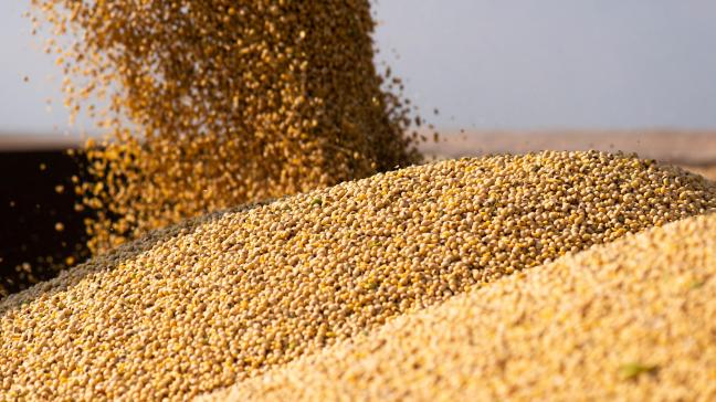 Actuellement,la Chinereprésenterait 60% du commerce mondial de soja, en raison de la forte expansion de l’élevage de porcs et de poulets dans ce pays.