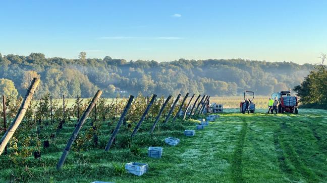 Au Domaine du Champ des Vignes à Lasne, les raisins récoltés cette année vont surtout servir à réaliser des tests de vinification.