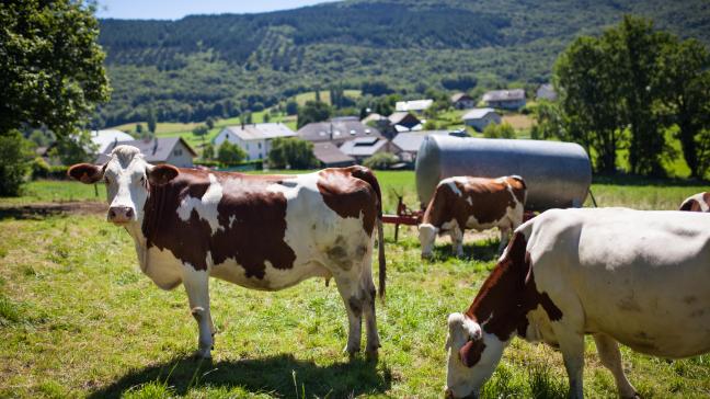 Plusieurs foyers ont déjà été confirmés en France, et les maladies pourraient prochainement atteindre notre pays.