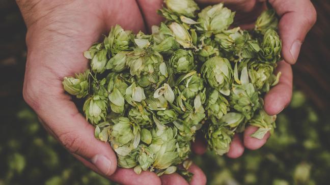 Le projet vise à développer et à tester des techniques de culture innovantes pour rendre le secteur du houblon plus résilient.