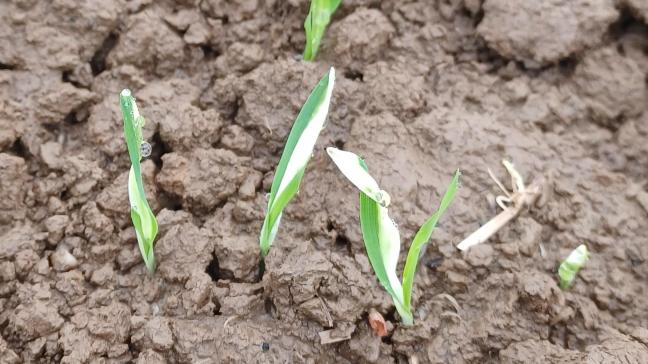 Phytotoxicité observée sur escourgeon suite aux précipitations abondantes reçues après le désherbage.