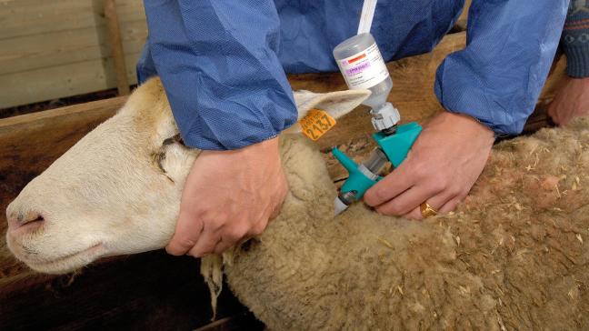 Les éleveurs ovins qui procèdent à la vaccination en 2025 bénéficieront d’une dispense de cotisation au fonds sanitaire.