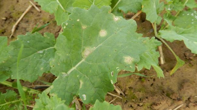 Des taches de phoma apparaissent sur les feuilles de colza, suite aux conditions très humides depuis le semis.