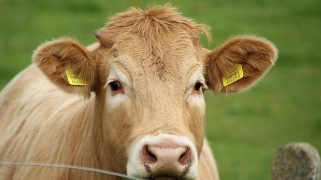 Pour M. Varhelyi «l’approche du bien-être des animaux d’élevage doit être équilibrée, prendre en compte les critères socio-économiques et la compétitivité et s’appuyer sur des preuves solides».