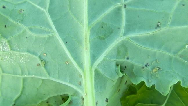 Sur les plantes, le nombre de pucerons observés à la face inférieure des feuilles varie entre 0 et 7 pucerons en moyenne par plante observée.