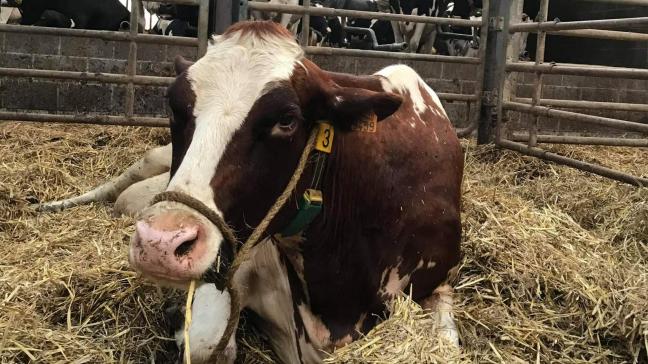Les vaches laitières peuvent être équipées d’un compteur d’activité permettant de détecter un œstrus silencieux et, ainsi, d’améliorer la fertilité  globale du cheptel.
