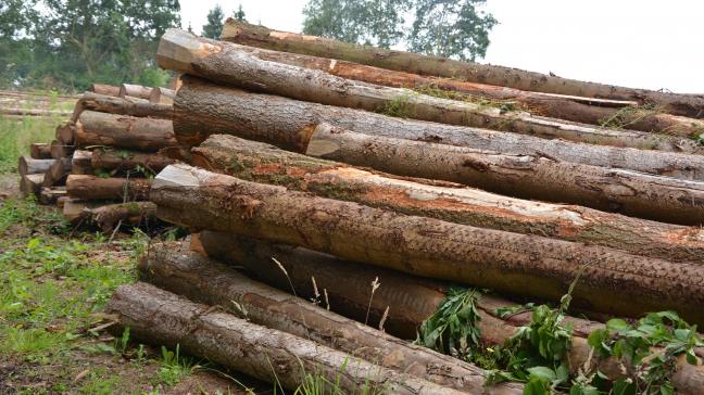Par rapport au printemps dernier,  les prix des épicéas sains  s’affichent en hausse.