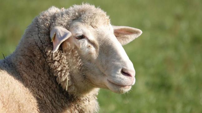 sheep-4673941_1280
