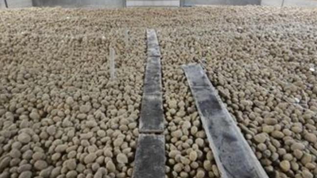 Des planches sur le tas, permettent d’aller voir régulièrement les pommes de terre, sans abimer les tubercules.