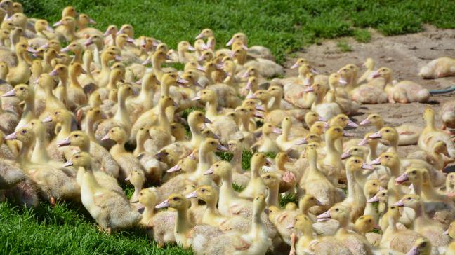 Les consommateurs ignorent,  notamment, que les canards passent 90 % de leur vie en extérieur.