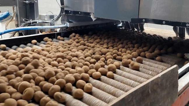 Pour les producteurs de pommes de terre de transformation, la disponibilité en plants constituait sans conteste le défi du printemps dernier.