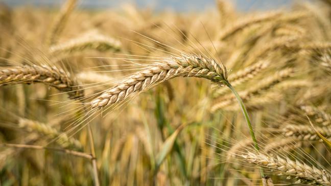 Employé principalement sur céréales (blé, orge, seigle), le flufénacet est devenu, au fil des ans, un herbicide très utilisé dans l’UE.