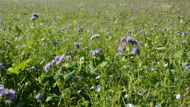 Entre autres sujets, il sera notamment question des couverts végétaux.