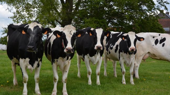 Les fermes classées comme les plus durables sont celles qui privilégient notamment les prairies pour leurs animaux.