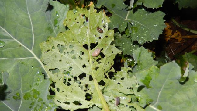 La saison a été marquée par la présence des limaces.