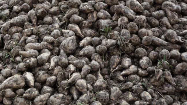 Concernant les betteraves, les agriculteurs ont enregistré une perte de rendement de 5% par rapport à l'année dernière et les prix ont reculé de 15%.