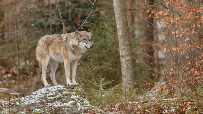 eurasian-wolf-is-standing-nature-habitat-bavarian-forest