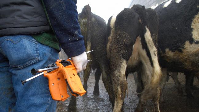 Objectif: réserver 40 millions d'euros dans le futur budget 2025 pour aider les agriculteurs à vacciner leur cheptel bovin et ovin.