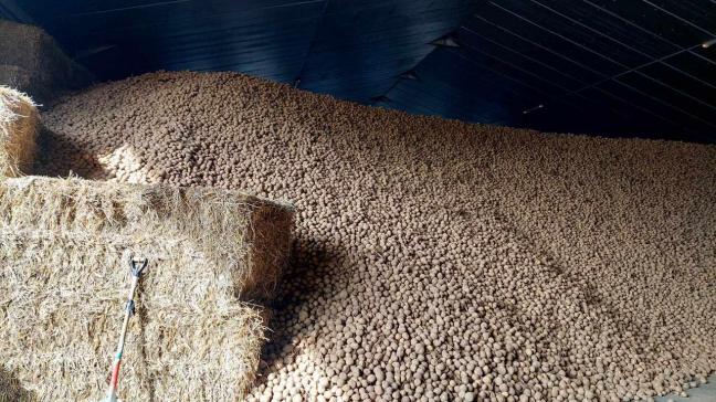 Toutes variétés confondues, les stocks belges de pommes de terre de conservation au 15 novembre  sont estimés à 3,27 Mt, soit 60.000t inférieurs à l’an dernier (3,33 Mt) et 60.000 t supérieurs  à la moyenne des 3 dernières années (3,21 Mt).