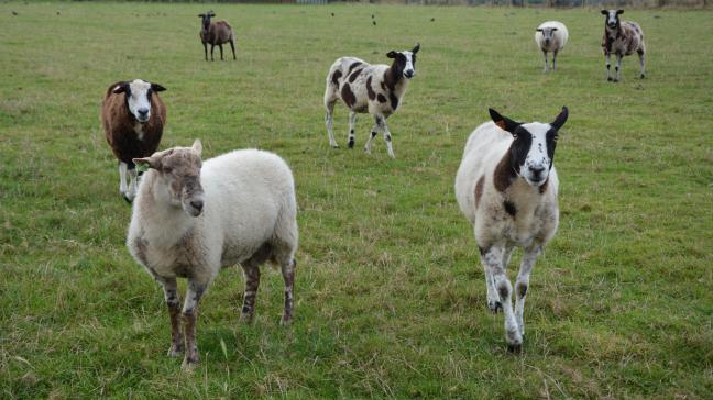La campagne de vaccination débutera lors de la publication de la législation au Moniteur belge, attendue pour début 2025.