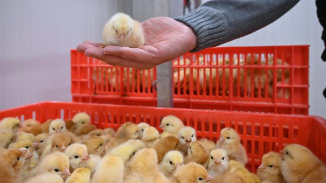 Ce couvoir mise sur les volailles  alternatives, soit avec une croissance plus longue par rapport aux poulets  standards.