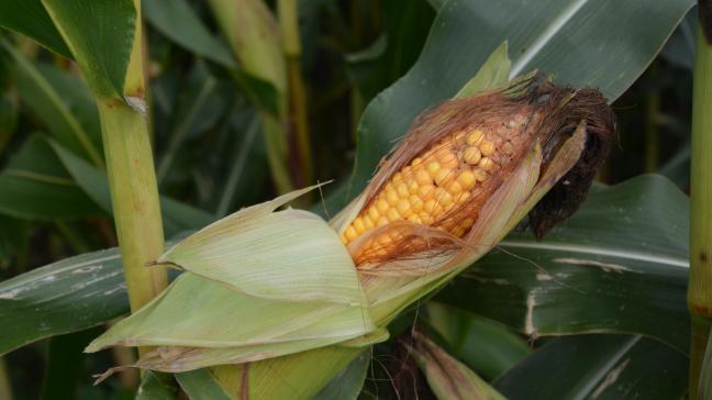 Une augmentation notable du niveau  de contamination par rapport à 2023  a été observée pour le déoxynivalénol, s’expliquant par les semis tardifs en Belgique et dans le nord de la France.