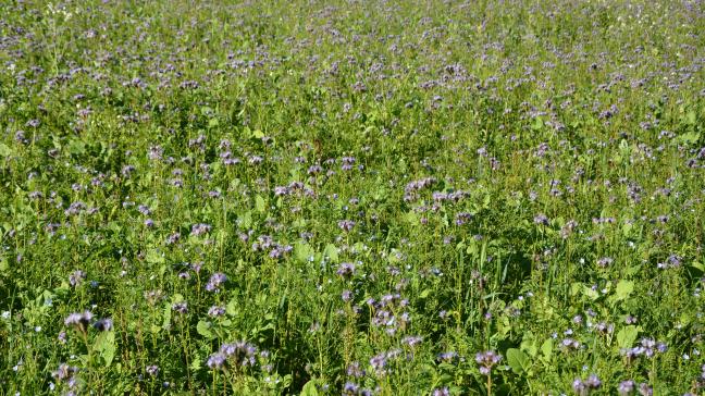 Afin de maximiser l’intérêt agronomique et environnemental des engrais vert, l’objectif est d’atteindre 2 à 3 t de MS/ha (ou un minimum de 1,5 t), ce qui représente au minimum un couvert à la hauteur du genou.