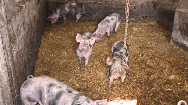 Le porc piétrain a été introduit dans la Maec en vue d’enrayer le déclin de la race.