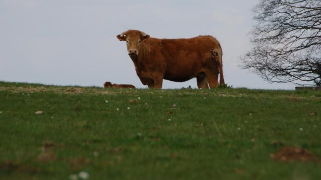 Le Copa-Cogeca souhaite que la prochaine Pac soit tournée vers une amélioration de la position des agriculteurs dans la chaîne alimentaire tout en maintenant les  paiements directs.