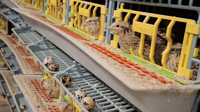Les cailles, arrivées fin septembre, produiront des œufs de taille constante 4 à 8 semaines plus tard. Soit, un timing idéal, puisque la pleine ponte coincide avec la période de préparation des fêtes.