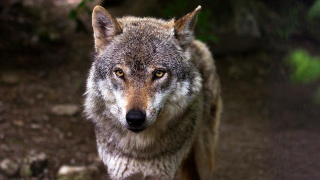 wolf-635063_1920