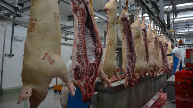 Depuis 2015, le poids moyen d’abattage en Belgique a augmenté de plus de 5kg pour les porcs.