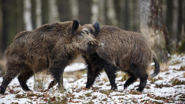 À l'heure actuelle, les chasseurs doivent en effet chasser la nuit avec une lampe montée sur leur arme. S'ils voient un sanglier, ils l'allument et n'ont que quelques secondes pour viser l'animal qui, souvent, s'enfuit ou n'est que blessé.
